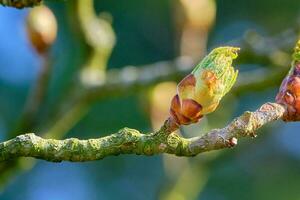 abertura vermelho cavalo castanha árvore broto dentro cedo Primavera foto