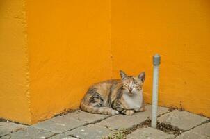 sonolento pequeno gato sentado Próximo para brilhante amarelo parede foto