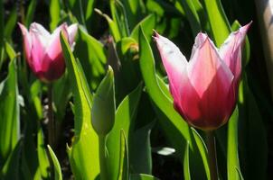 magenta tulipas florescendo foto