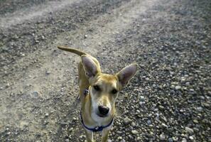 podenco jogando dentro natureza foto