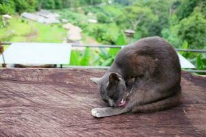 fofa cinzento gato divertido e relaxante em árvore toco dentro natural jardim foto