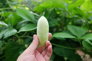 mulher mão segurando selvagem pepino é vegetal cresce dentro a tropical floresta foto