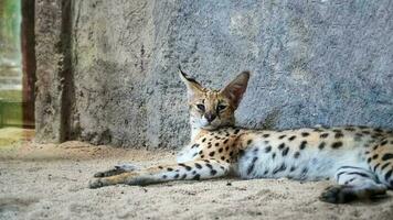 a gracioso caçador serval gato às a jardim zoológico foto
