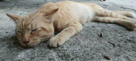 uma gato este dormir em uma concreto chão. foto