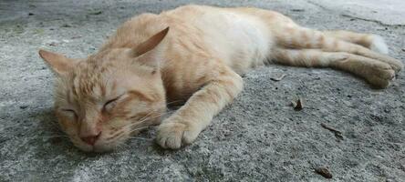 uma gato este dormir em uma concreto chão. foto