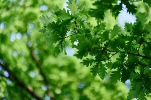 verde fresco folhas em carvalho galhos fechar-se contra a céu dentro luz solar foto