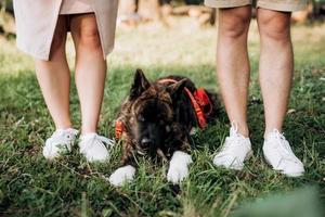 cachorro grande para passear com um cara e uma garota foto