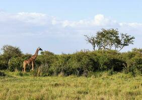 linda girafa na natureza selvagem da áfrica. foto