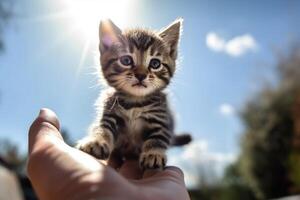 uma humano mão detém uma pequeno gatinho dentro a ar luz solar a partir de a frente azul céu criada com generativo ai tecnologia. foto