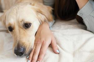 cachorro deitado ao lado do dono foto