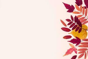 multicolorido conjunto outono folhas em Rosa pastel fundo. Olá outono conceito foto