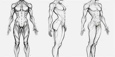 ai gerado. ai generativo. humano corpo anatomia esboço. pode estar usava para sudy remédio decoração. gráfico arte foto