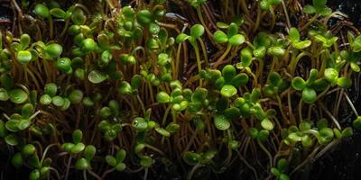 ai generativo. ai gerado. germinado miocrogreens brotos fotorrealista ilustração. eco orgânico vegano saudável super Comida vibe. gráfico arte foto