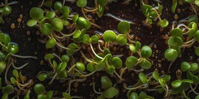 ai generativo. ai gerado. germinado miocrogreens brotos fotorrealista ilustração. eco orgânico vegano saudável super Comida vibe. gráfico arte foto