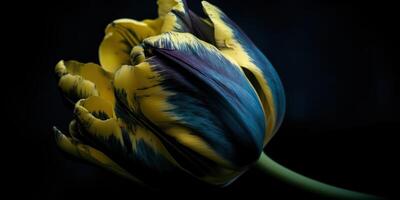 ai generativo. ai gerado. azul e amarelo estética lindo tulipa flor dentro cor do Ucrânia. romântico amor vibe. gráfico arte foto