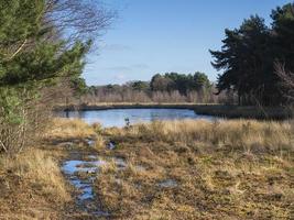 lagoa em skipwith reserva natural nacional comum yorkshire do norte inglaterra foto