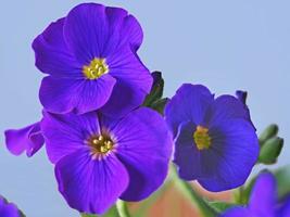 close up de aubrieta flores variedade glaciar azul foto