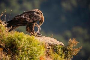 águia dourada aquila chrysaetos foto