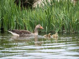 ganso greylag ou ganso graylag anser anser foto