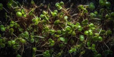 ai generativo. ai gerado. germinado miocrogreens brotos fotorrealista ilustração. eco orgânico vegano saudável super Comida vibe. gráfico arte foto