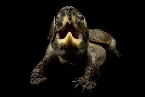 tartaruga de cabeça grande platysternon megacephalum foto