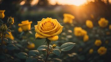 natural amarelo rosa flores com uma cintilante pôr do sol luz, ai gerado foto