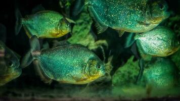 uma escola do feroz piranhas dentro uma cativante aquário exibição foto