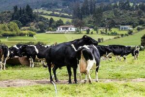 rebanho do laticínios gado dentro la calera dentro a departamento do cundinamarca fechar para a cidade do Bogotá dentro Colômbia foto