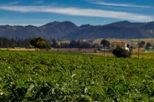 típica batata campo às la calera município às a cundinamarca região dentro Colômbia foto