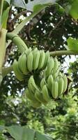 alguns verde bananas estão em a mesmo árvore perseguir foto