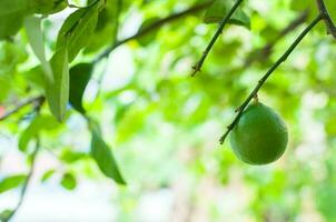 fresco verde limas cru limão suspensão em árvore dentro jardim, limas cultivo foto