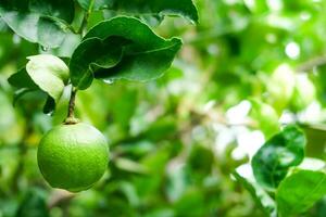 fresco verde limas cru limão suspensão em árvore com água solta às jardim, limas cultivo foto