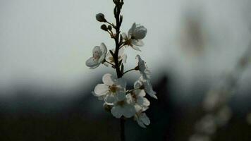 cereja Flor dentro primavera, macro tiro com raso profundidade do campo foto