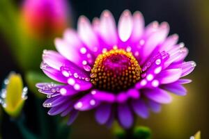 fechar acima do roxa margarida flor com água gotas em pétalas. generativo ai foto