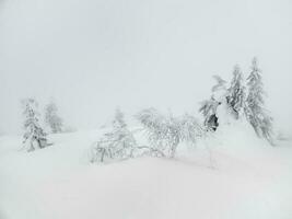 inverno branco minimalista natural panorama. coberto de neve arbustos e árvores em uma branco colina. pobre visibilidade, nevasca. foto