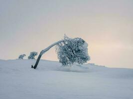 uma árvore dobrado de geada em uma Nevado inverno declive. a abeto árvore é coberto com neve em a fundo do pôr do sol. severo norte natureza fundo. foto