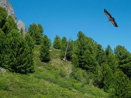 montanha arborizado declive e uma pássaro do presa acima a árvores foto