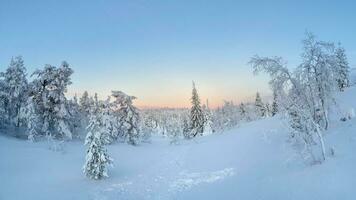 lindo gelado inverno manhã dentro uma polar madeira gesso com neve. neve coberto Natal abeto árvores em lado da montanha. ártico severo natureza. nascer do sol sobre a polar colina. panorâmico visualizar. foto