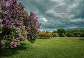 lindo verão paisagem urbana com florescendo lilases. st. petersburgo, campo do Marte foto