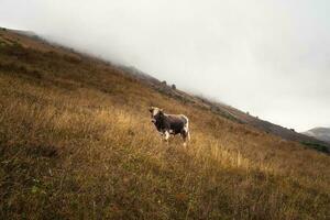 solitário touro dentro uma montanha pasto, cedo nebuloso manhã. engraçado jovem Castanho touro com uma encaracolado testa poses em uma enevoado íngreme montanha declive. foto
