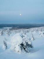 coberto de neve montanha declive com chique branco árvores em a noite do a cheio lua. surpreendente norte natureza, inverno natural fundo. foto