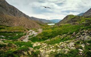 uma pantanoso montanha vale, uma dramático chuvoso panorama com uma corrente e uma rochoso caminho dentro uma desfiladeiro entre verde montanhas. altai montanhas. foto