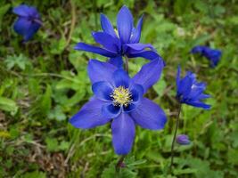 aquilegia glandulosa, glandular captação flores flores do a altai montanhas. foto