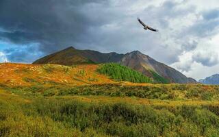 Sol raios em a outono montanha vale com uma vôo pássaro do presa. dramático outono cenário com montanha ouro brilho do sol e multicolorido montanhas. foto