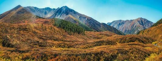 atmosférico outono montanha panorama. uma Largo panorâmico panorama com a Beira do uma conífero floresta e montanhas dentro uma luz névoa. altai montanhas. foto