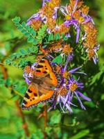 brilhante imago aglais urticária, pequeno casco de tartaruga borboleta em uma flor, fechar acima. foto