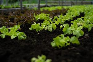 closeup pequeno vegetal orgânico cultivado na bandeja do berçário na fazenda com um grupo desfocado de vegetais no fundo foto