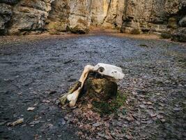 vaca crânio em a terra às a Entrada para a caverna. foto