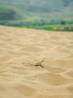 calma deserto cabeça redonda lagarto em a areia dentro Está natural ambiente. vertical visualizar. foto