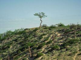 solitário árvore crescendo em topo do a Rocha. foto